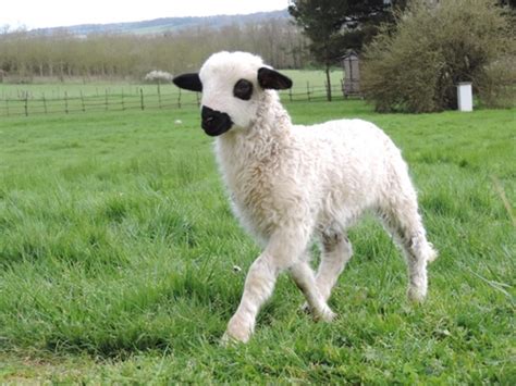 photo 210719 race ovine thônes et marthod